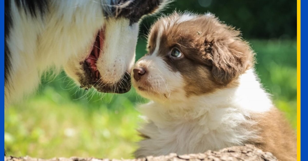 Verständnis des Hundeverhaltens