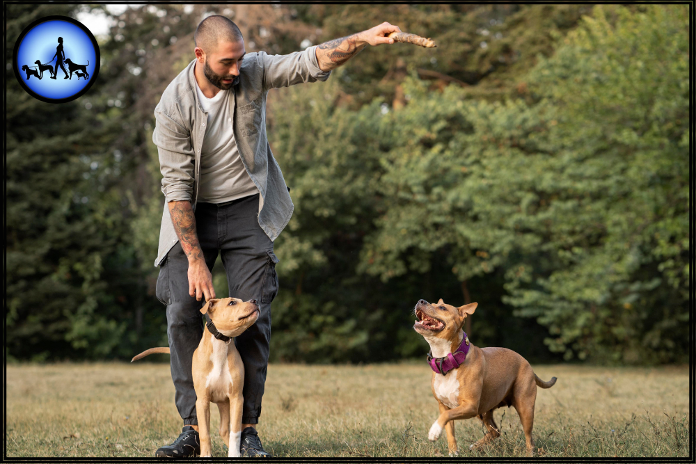 Hundetraining leicht gemacht: In 7 einfachen Schritten zum Erfolg