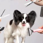 Top Tips for Finding the Best Dog Groomer for Your Pet