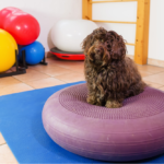 10 Top Physiotherapie Hund Übungen zur Mobilitätssteigerung