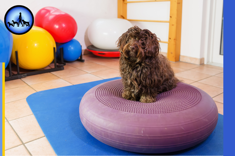 10 Top Physiotherapie Hund Übungen zur Mobilitätssteigerung