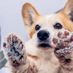 Kalte Pfoten beim Hund: Symptome, Ursachen & schnelle Hilfe