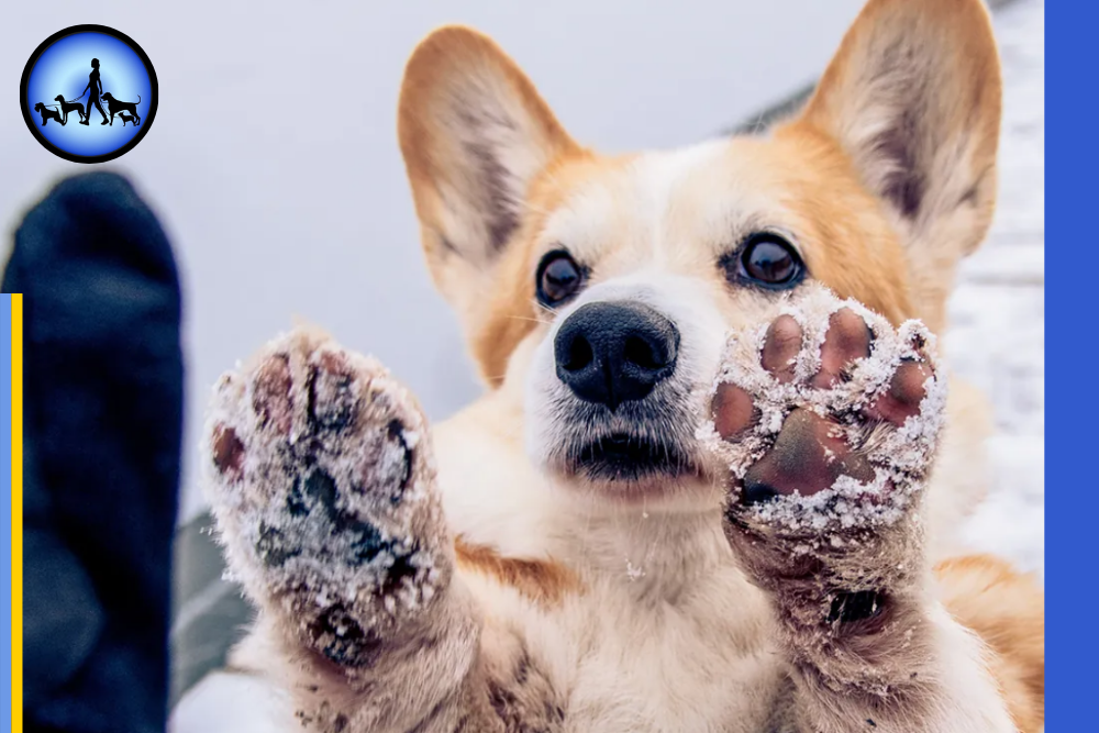 Kalte Pfoten beim Hund: Symptome, Ursachen & schnelle Hilfe