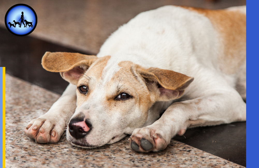 Ängstlicher Hund – Was tun für schnelle Hilfe