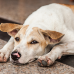 Ängstlicher Hund – Was tun für schnelle Hilfe