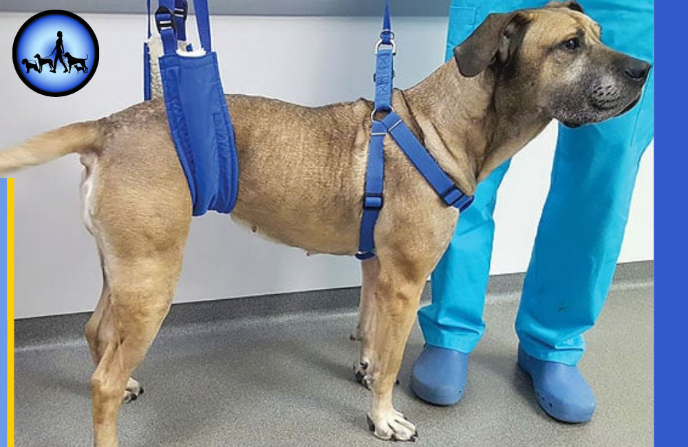 Tierärztlich empfohlene Physiotherapie für Hunde