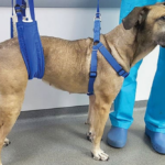 Tierärztlich empfohlene Physiotherapie für Hunde