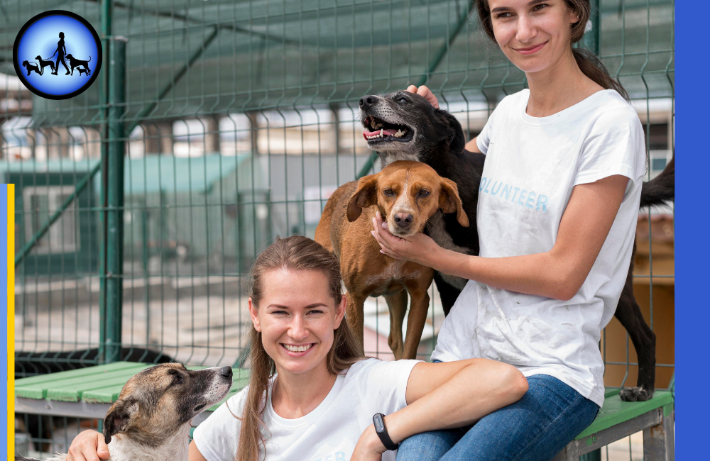 Hundepension Berlin – Vertrauensvoll, Sicher & Preiswert
