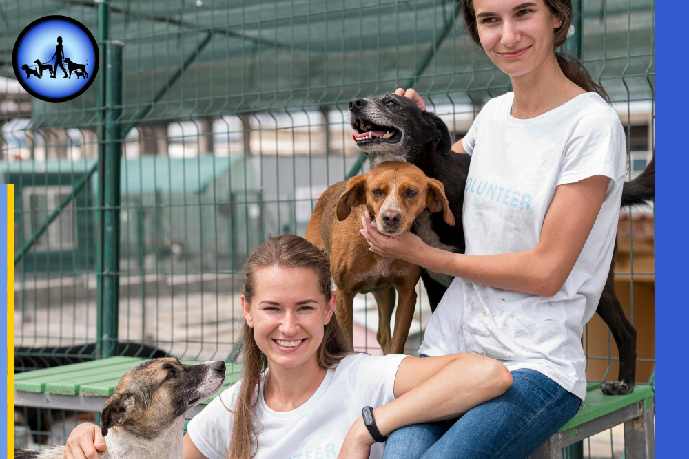 Hundepension Berlin – Vertrauensvoll, Sicher & Preiswert