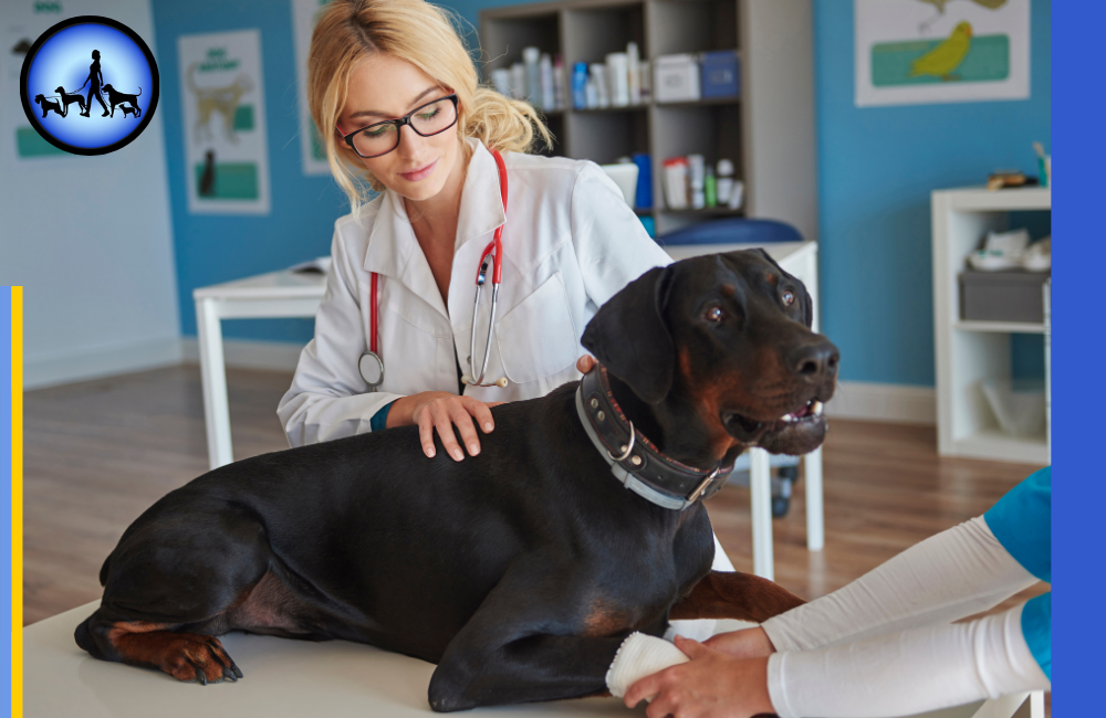 Physiotherapie für Hunde – Mobilität & Gesundheit stärken