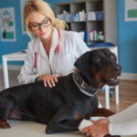 Physiotherapie für Hunde – Mobilität & Gesundheit stärken
