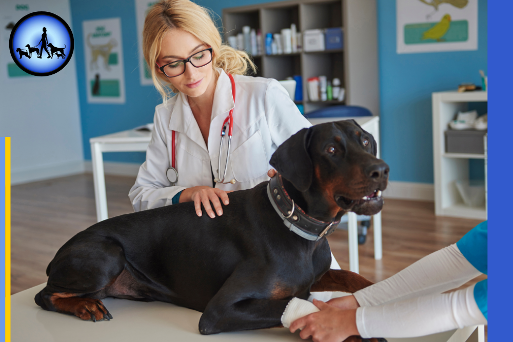Physiotherapie für Hunde – Mobilität & Gesundheit stärken