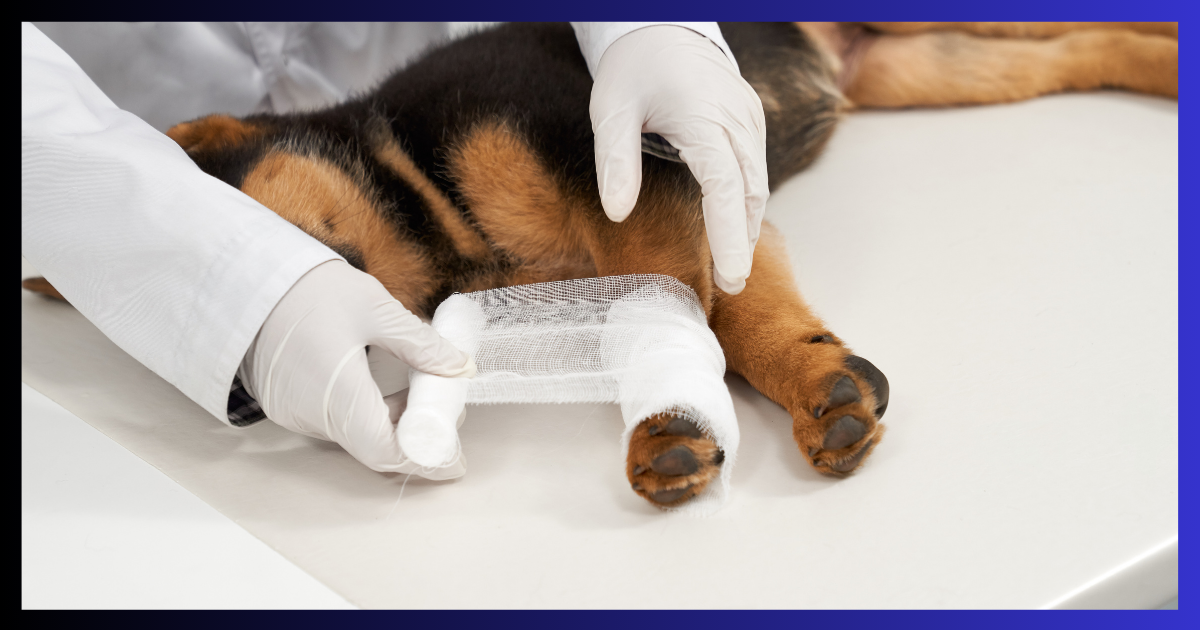Was ist Hundephysiotherapie?